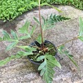 Woodwardia orientalis 